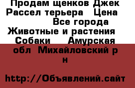 Продам щенков Джек Рассел терьера › Цена ­ 25 000 - Все города Животные и растения » Собаки   . Амурская обл.,Михайловский р-н